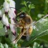 Eucera nigrilabris